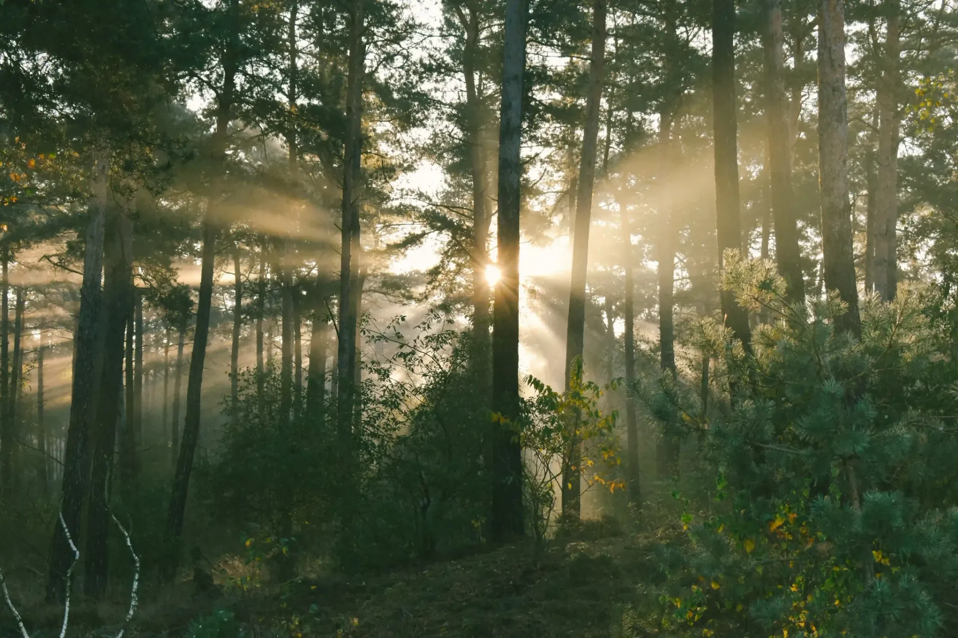 Het Sysseltse bos op de Veluwe