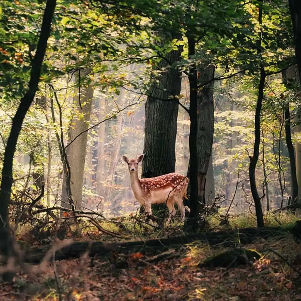 Veluwe, in het bos of op de heide
